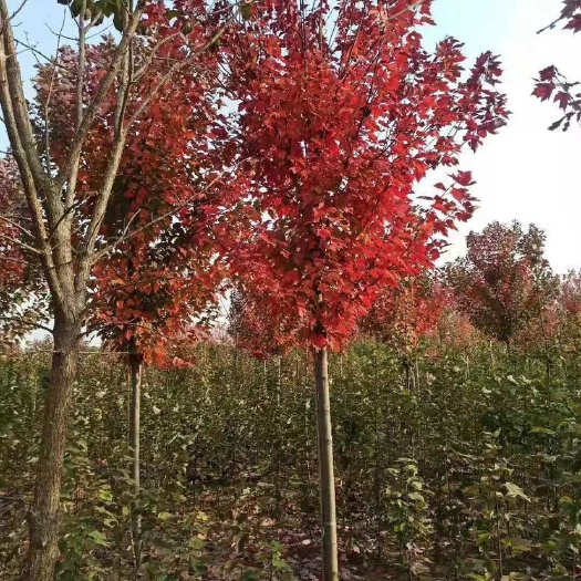 长沙自家苗圃美国红枫4-6公分，数量有限
