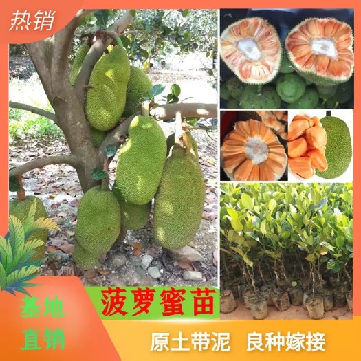 容县红肉菠萝蜜苗 泰8号 泰12号红肉菠萝蜜