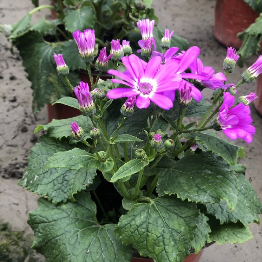 成都瓜叶菊盆栽 四川成都瓜叶菊基地