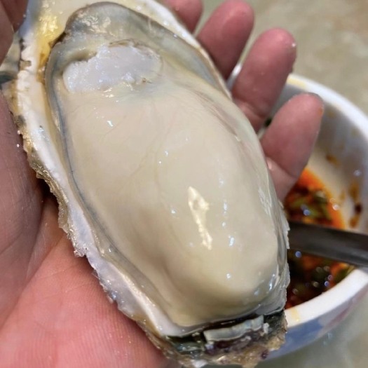 乳山市三倍体生蚝 海水 2-3两/只 3-4两/只 4-5两/只 5-6两/只 6两以上/只   鲜活水产 