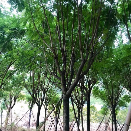 南靖县普通蓝花楹  各种规格蓝花楹、风铃木