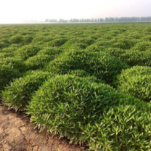 郓城县景天三七种苗  高钙菜种子 养心菜 救心菜苗 费菜苗 景天三七苗