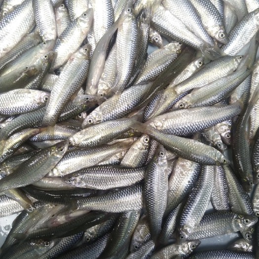 湛江冰鲜麦穗鱼大量供货包运费无杂鱼通货
