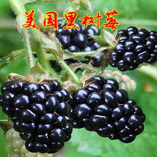 平邑县美国黑莓苗 三冠王黑树莓苗 盆地栽果树 黑莓黑树莓苗当年挂果