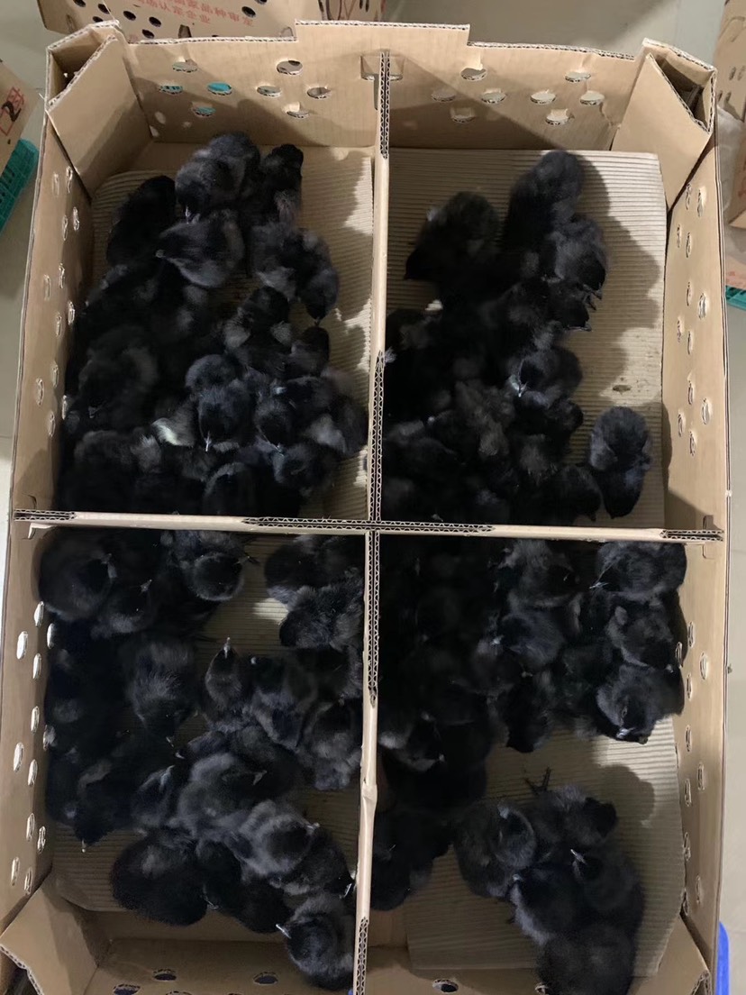 乌骨鸡苗  黑凤鸡苗  乌鸡の快大乌鸡  黑凤乌鸡。