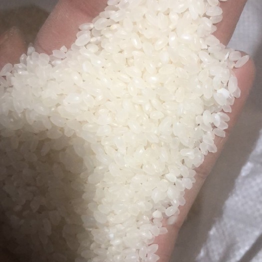同江市圆粒大米 一等品 一季稻 粳米