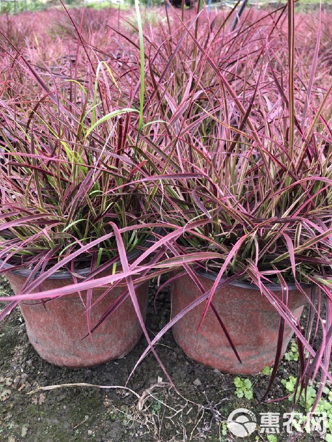 狼尾草 四川成都水生植物火焰郎尾草基地