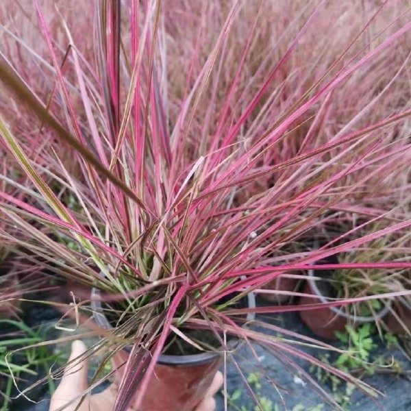 狼尾草 四川成都水生植物火焰郎尾草基地