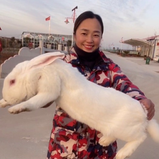 嘉祥县优质种兔，肉兔种兔，新西兰肉兔，包技术，包回收