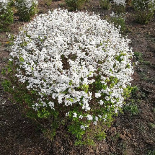 开原市供应珍珠绣线菊/喷雪花60-1米高以上大量
