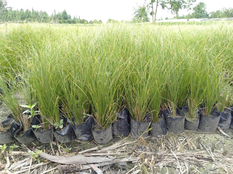  四川成都水生植物细叶芒基地