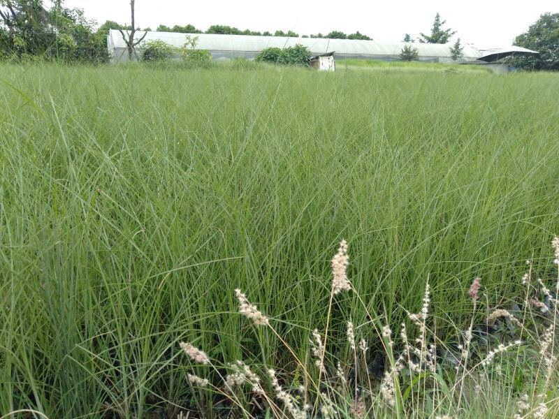  四川成都水生植物细叶芒基地