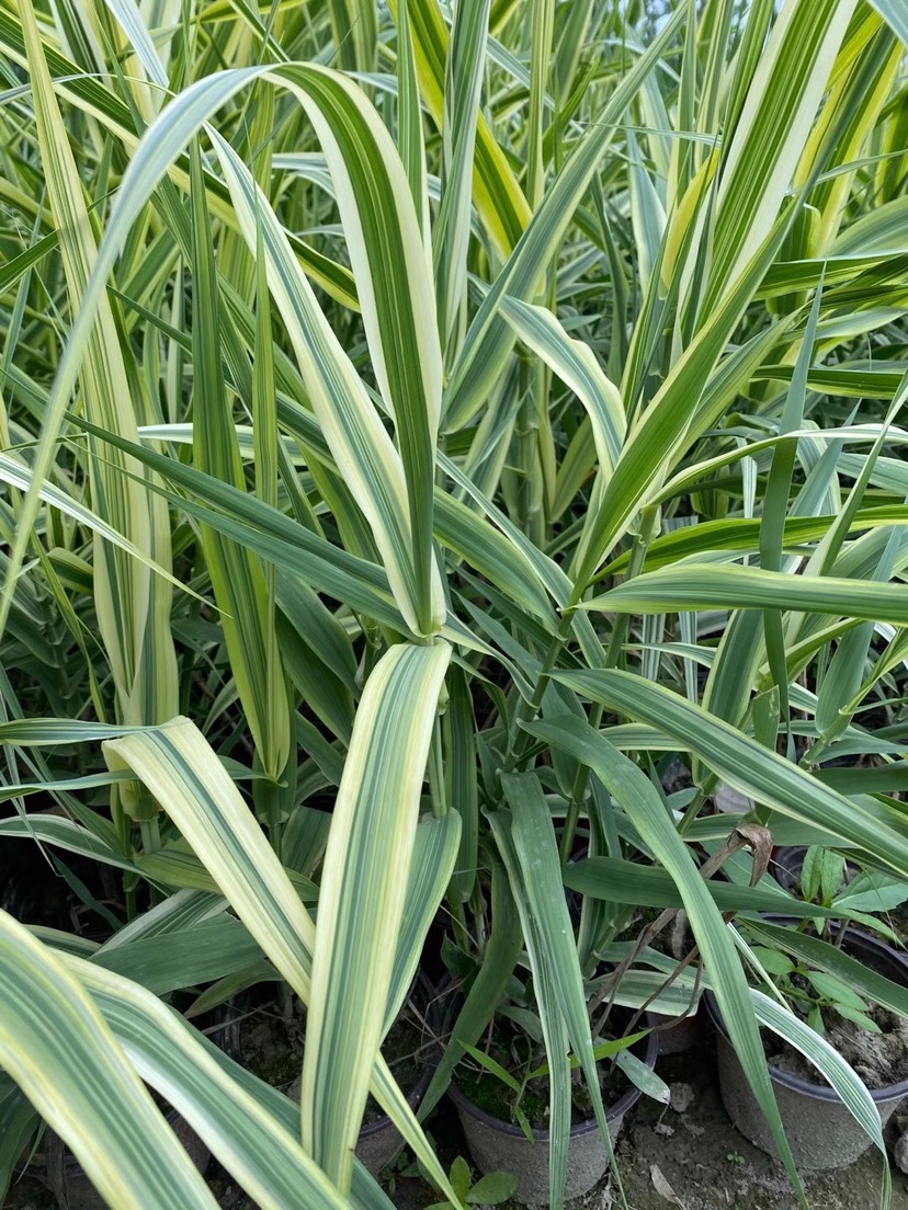 成都 四川成都花叶芦竹基地