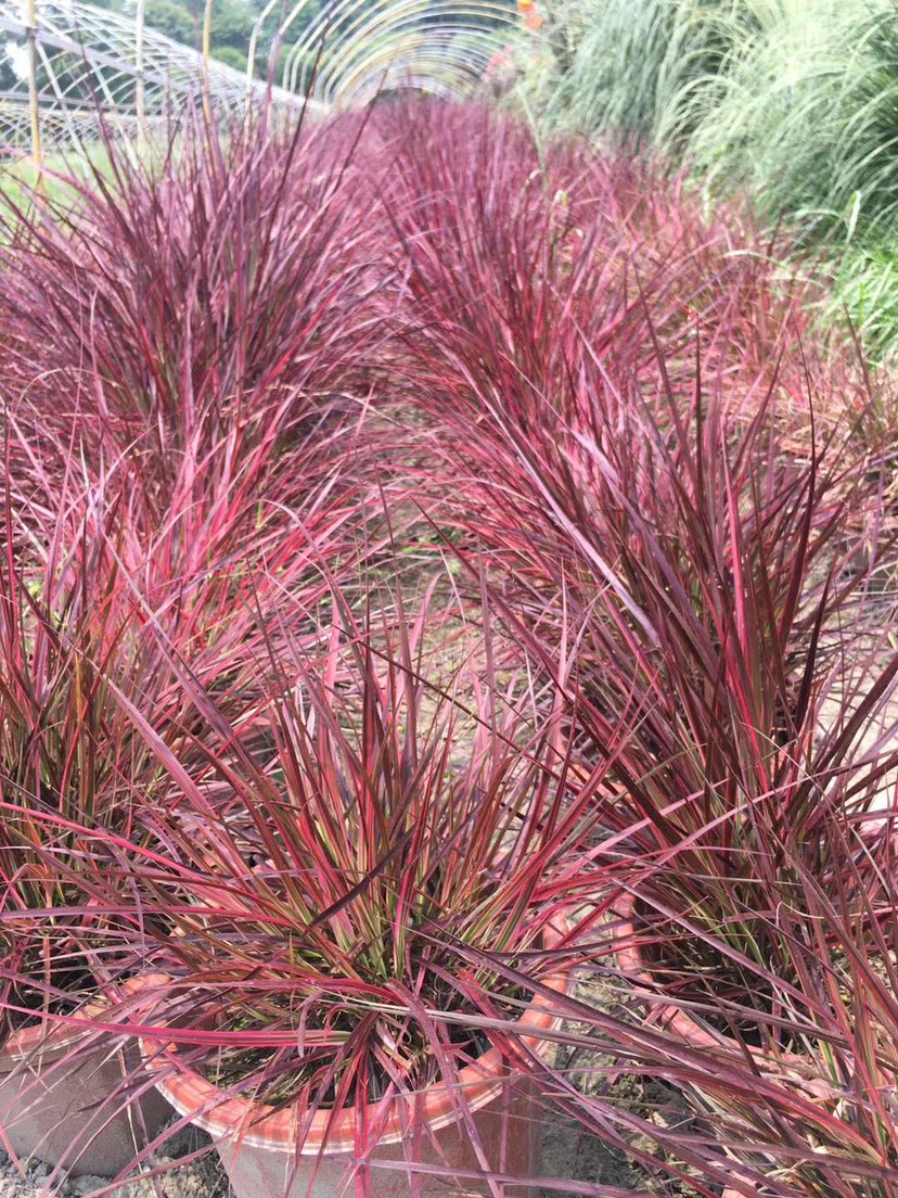 狼尾草 四川成都水生植物火焰郎尾草基地