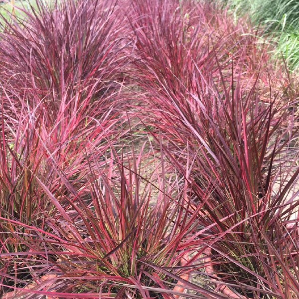 狼尾草 四川成都水生植物火焰郎尾草基地