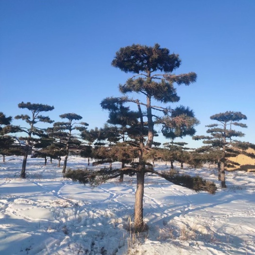 开原市造型油松/供应大规格造型油松