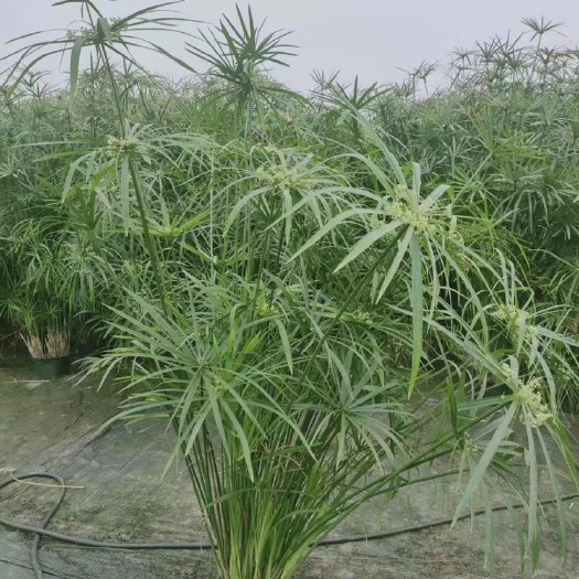 成都 四川成都水生植物旱伞草基地