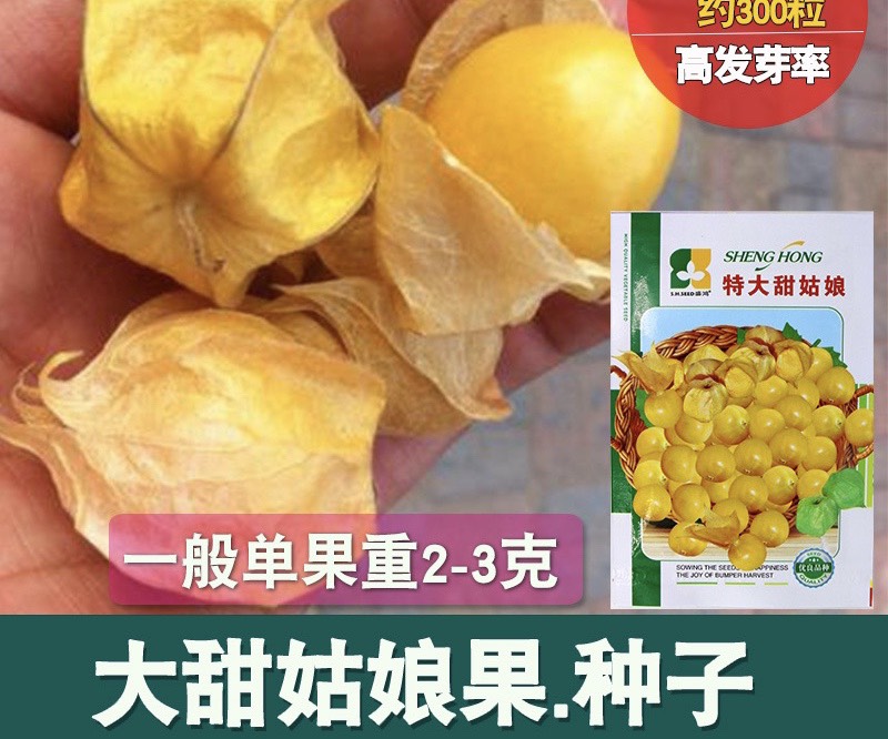 邵东市姑娘果种子  粒粒甜黄姑娘种子 浆果 黄菇娘种子 皮薄肉厚甜