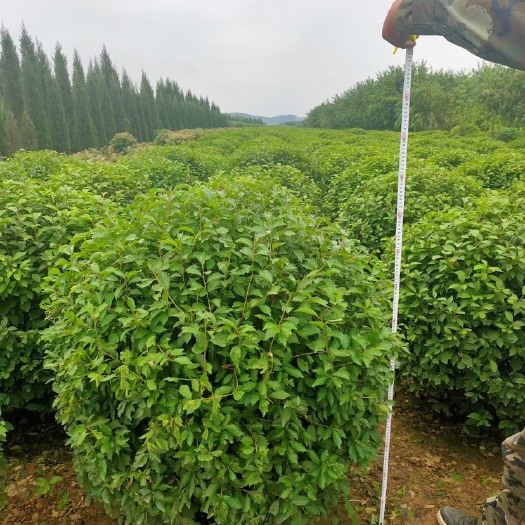 开原市榆叶梅精品球80-1.5米冠幅大量出售