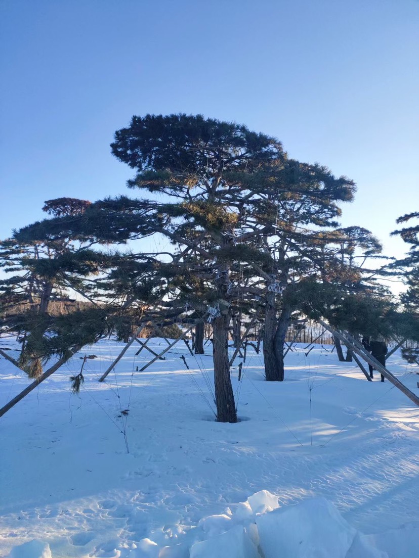 造型油松/供应大规格造型油松