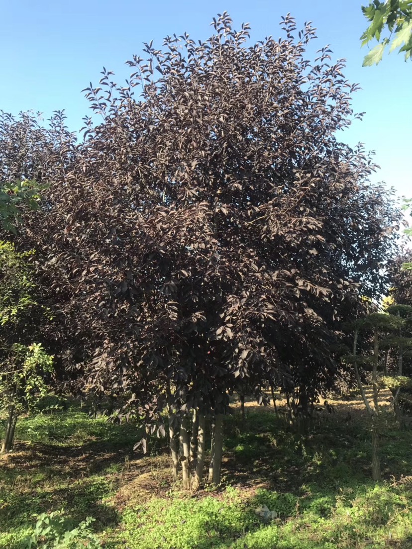 开原市紫叶稠李苗 丛生紫叶稠李4-7米高5-8个分枝