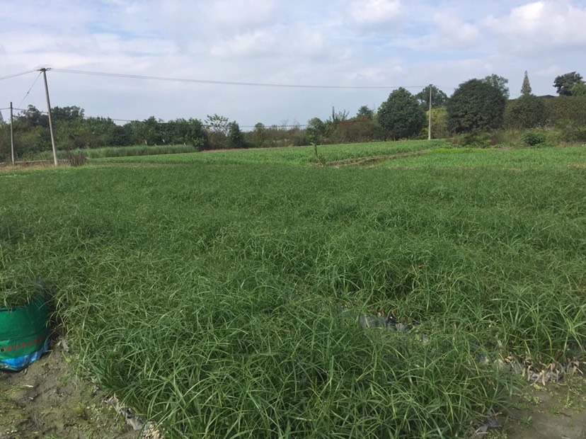  四川成都水生植物旱伞草基地