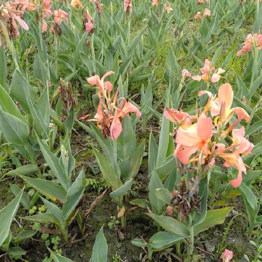  四川成都水生植物美人蕉基地