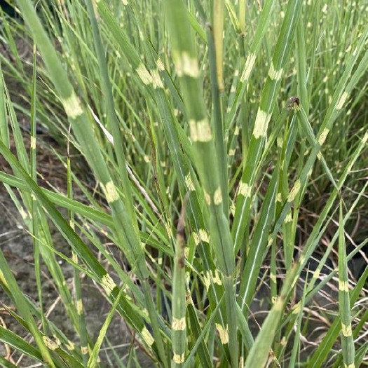 成都四川成都水生植物斑叶芒基地