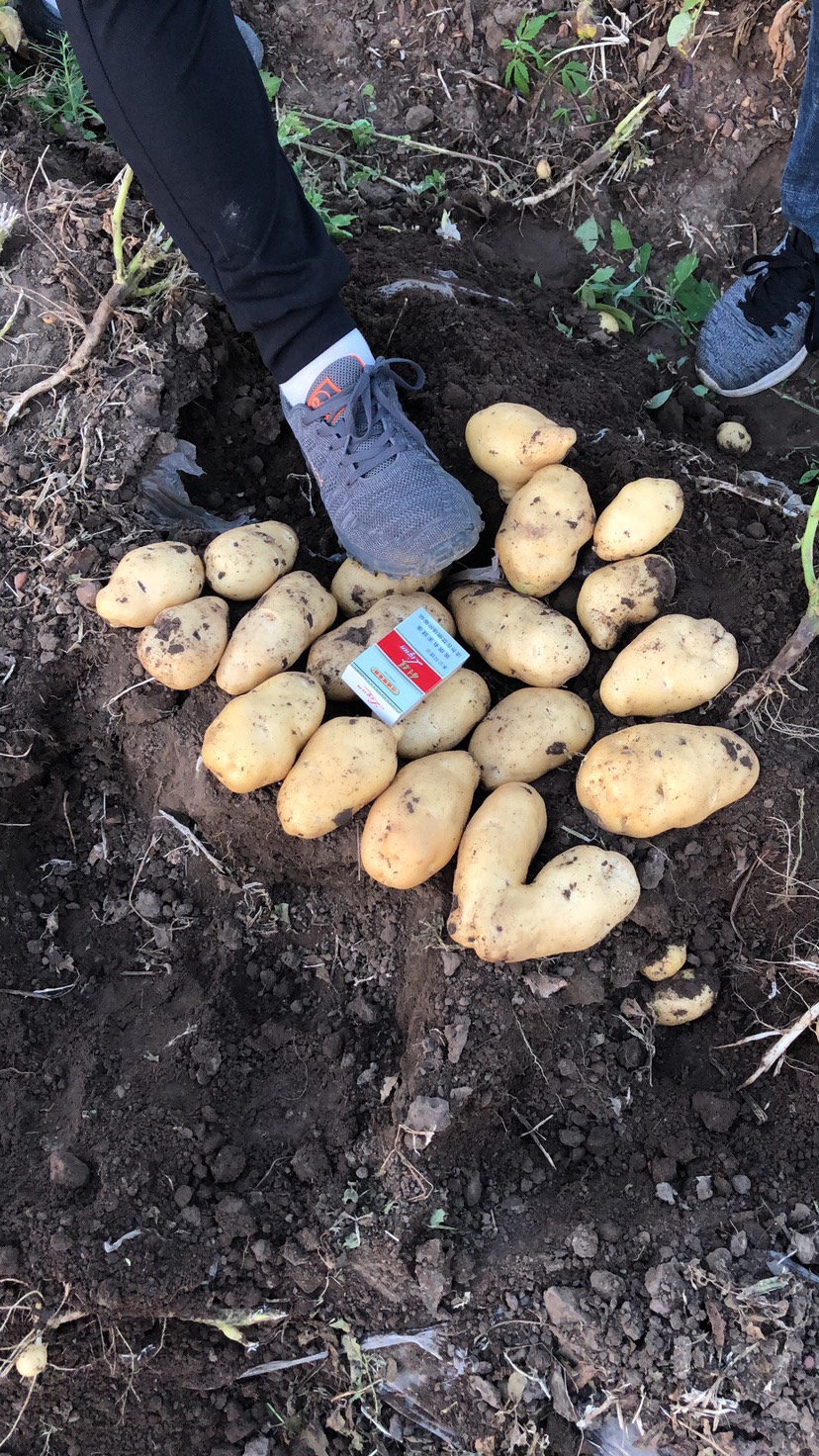 康平县荷兰15  荷兰土豆，现有货源，抓紧抢购