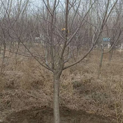 开原市山桃苗 精品山桃5-12公分大量出售