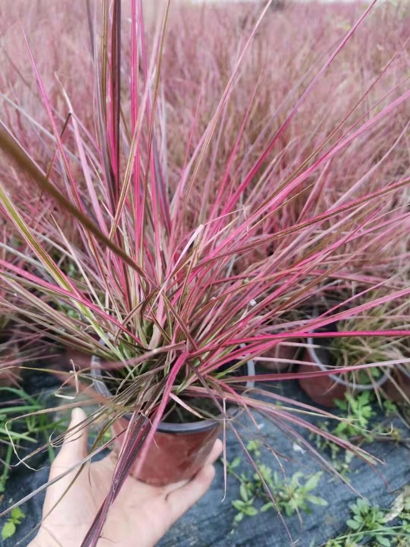 狼尾草 四川成都水生植物火焰郎尾草基地