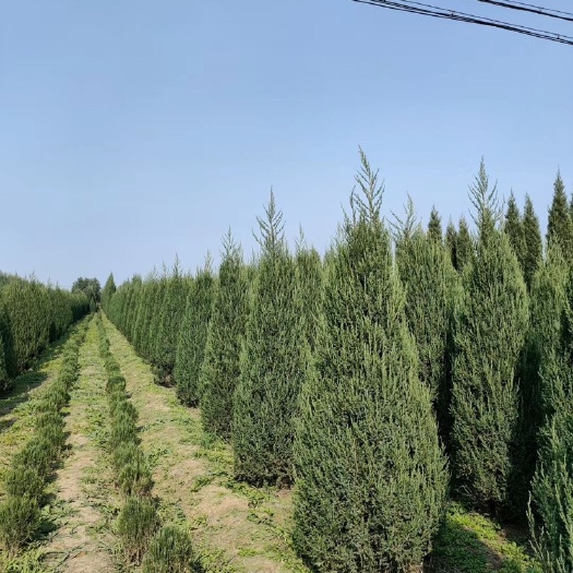 开原市塔柏1-8米高冠幅40-80公分大量出售