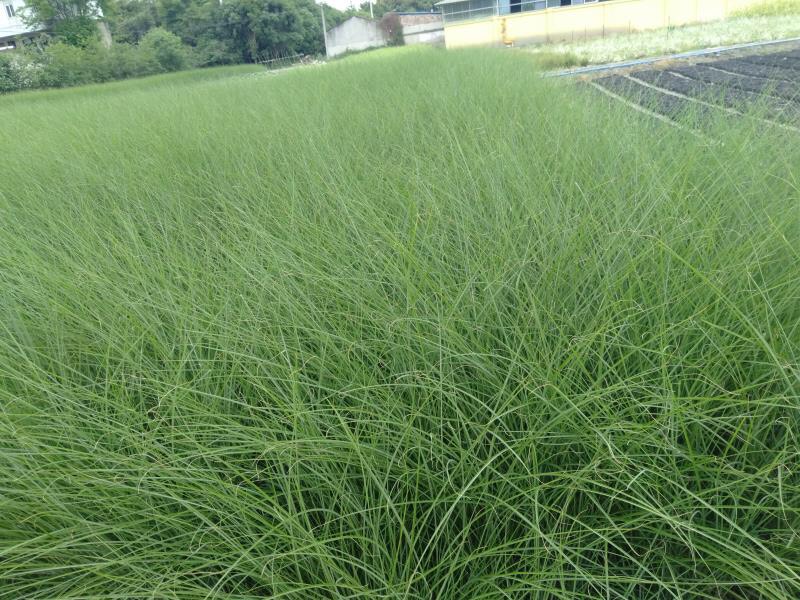  四川成都水生植物细叶芒基地