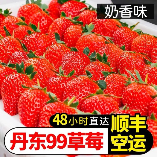 长沙红颜草莓  丹东99牛奶草莓新鲜3斤奶油红颜大草莓当季水果九九