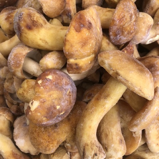 昆明野生黄牛肝菌 白葱菌 冻品 酒店直供 场地批发直销