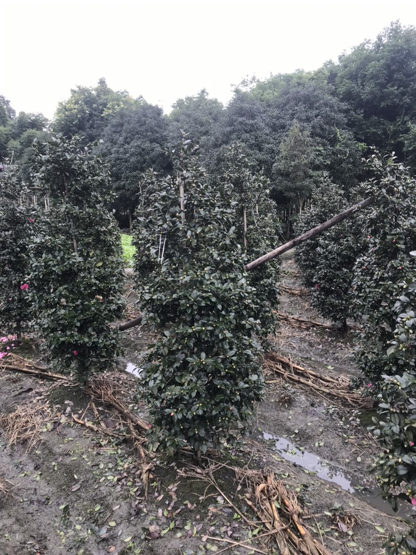  四川成都茶梅柱子基地茶梅基地