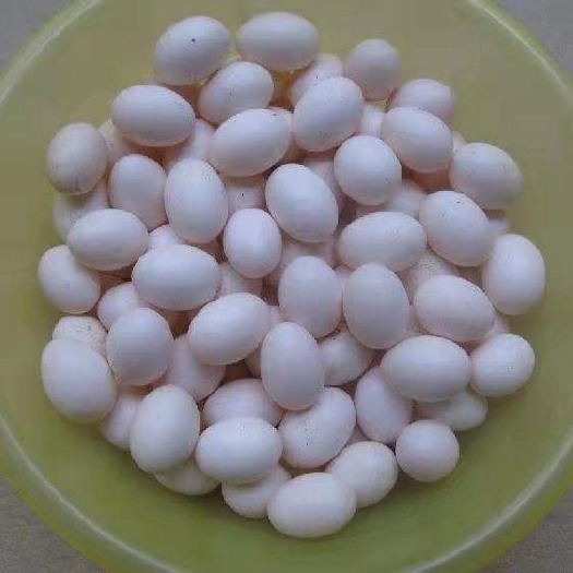 杭州白鸽蛋  鲜蛋鸽子蛋