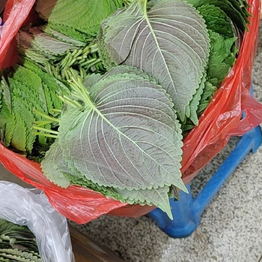 沈阳新鲜紫苏  紫苏叶对身体健康有好处！