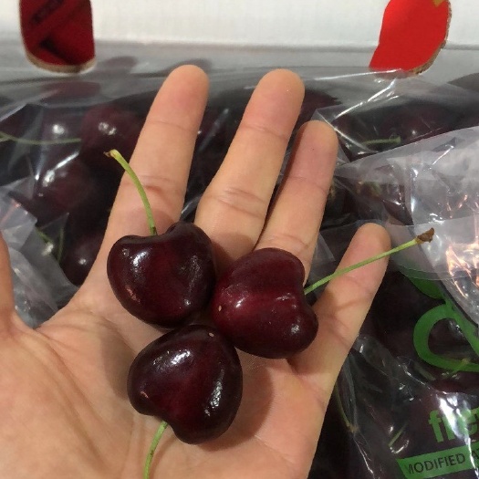 广州 智利车厘子，表皮光滑颜色黑，脆甜，粒粒饱满欢迎各大商超对接