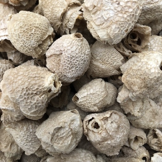 竹荪盖 竹毛肚 竹荪蛋 食用菌干货 竹荪帽  酒店火锅店直供场地批发