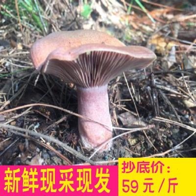 武汉蘑菇  新鲜松菇，现场采摘