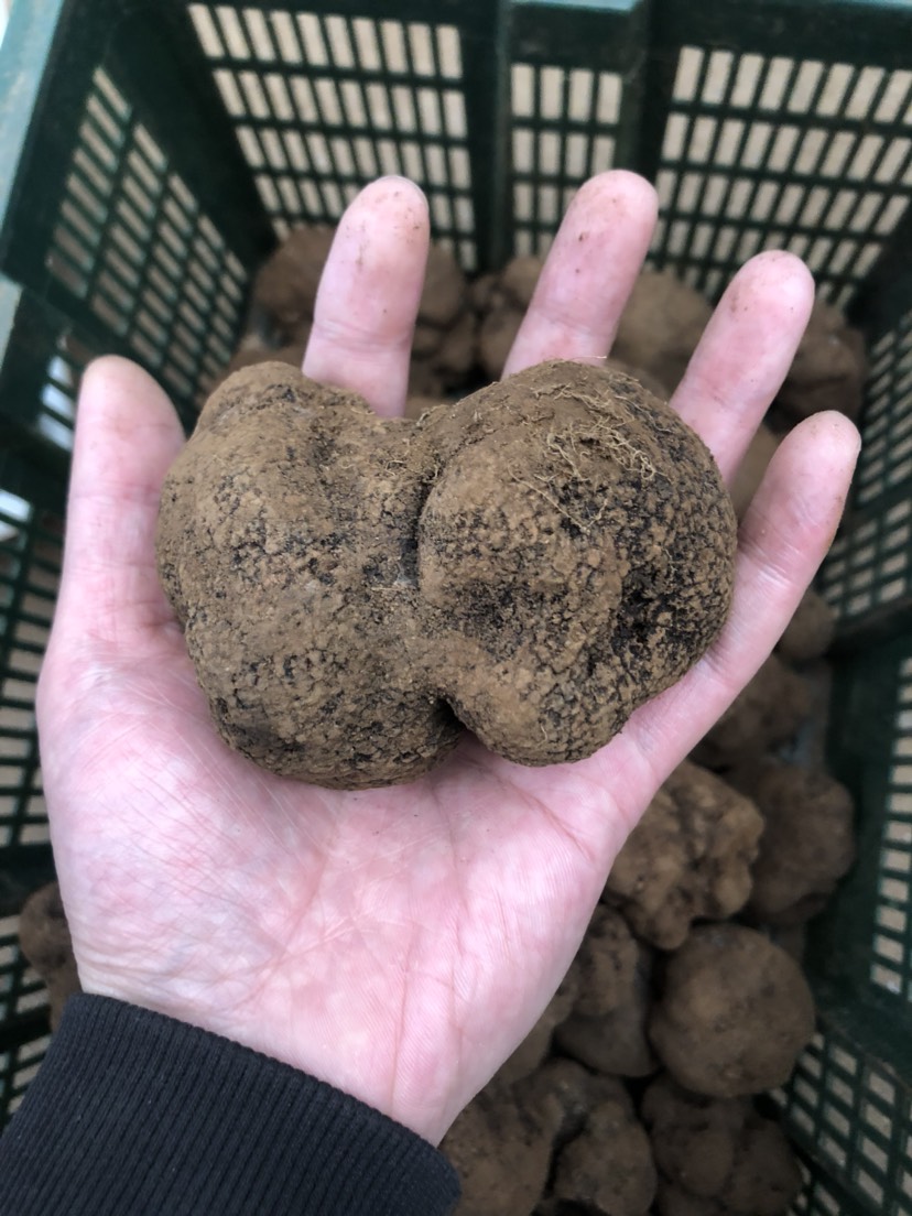 野生黑松露 猪拱菌 食用菌鲜货 酒店直供 场地批发