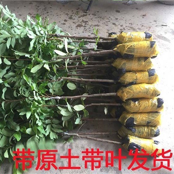 四季蜜龙眼苗  四季龙眼苗 带土带叶发货嫁接果树苗南方种植地栽庭院四季结果