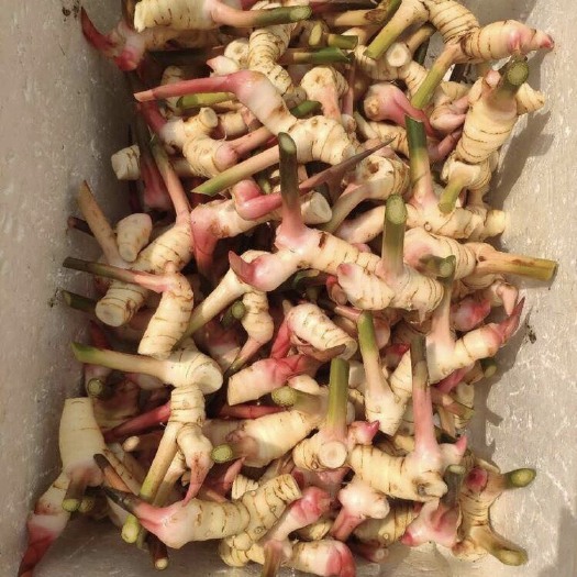 南宁泰国南姜 高良姜 白皮南姜 东阴功 咖喱泰式香料批发