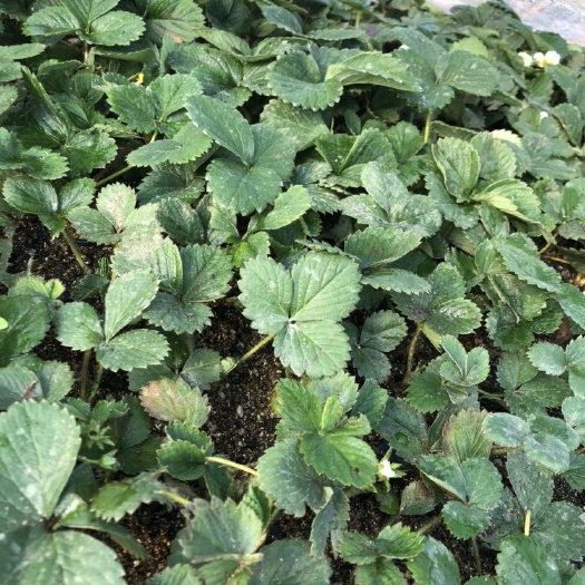 中牟县宁玉草莓裸根苗早熟品种，10-20公分高，100万株大量接单
