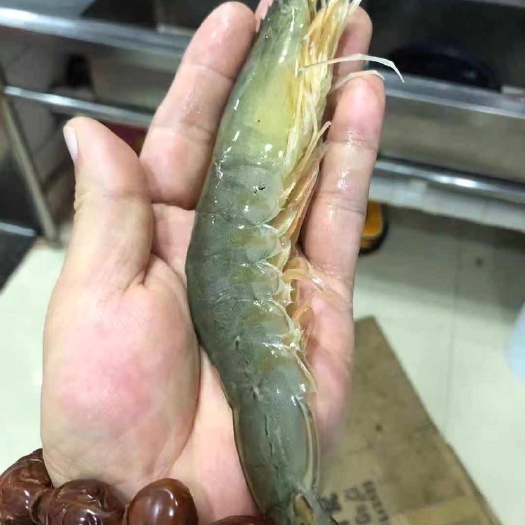 连云港 中国对虾（东方对虾）八个头，母虾