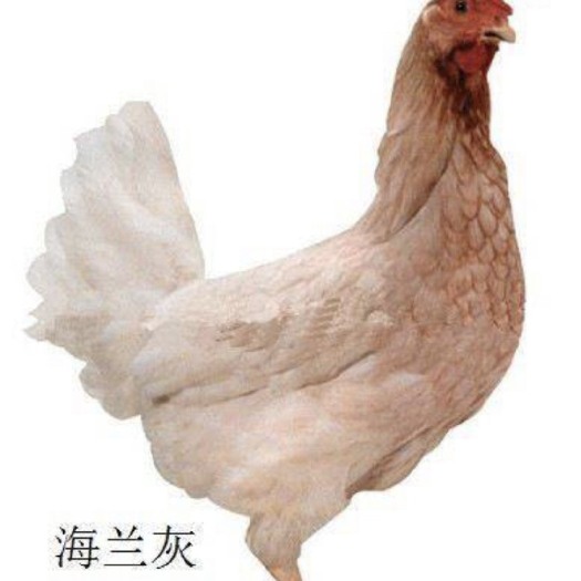 浏阳市海兰灰蛋鸡苗 母 