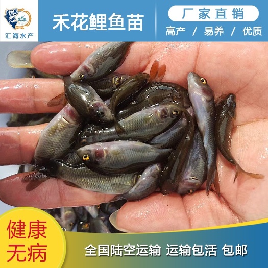 广州禾花鲤鱼苗 稻田养殖荷花鲤鱼苗 产地直供 价格优惠