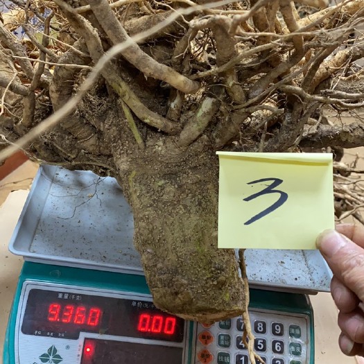 昭平县超大超老广西大瑶山天然生长黄花倒水莲根，又名黄花远志。