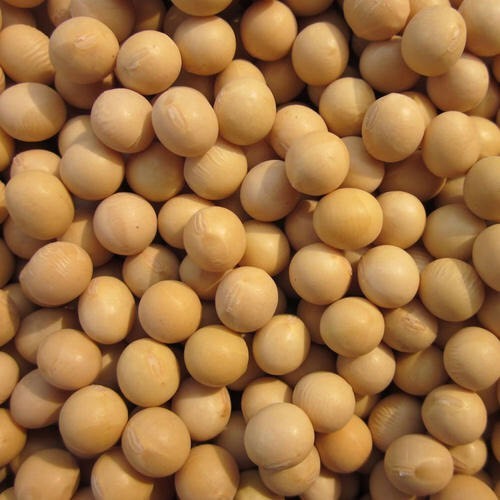 吉林市有机黄豆 出油率高，大豆 ，颗粒完整